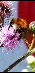 Bombus