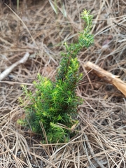 Erica arborea