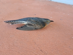 Cacomantis flabelliformis