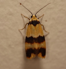 Stenoscaptia venusta