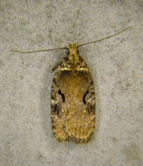 Agonopterix hyperella