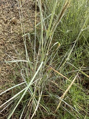 Dichanthium sericeum