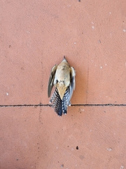 Cacomantis flabelliformis