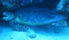 Eretmochelys imbricata