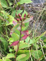 Hypericum graveolens