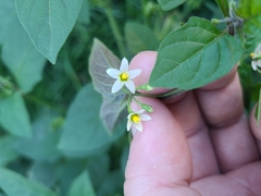 Solanum emulans