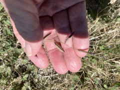 Bouteloua barbata barbata