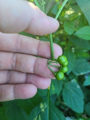 Solanum emulans