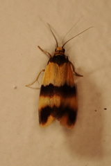 Stenoscaptia venusta