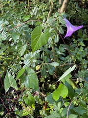Ipomoea simulans