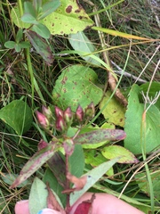 Hypericum graveolens