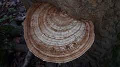 Ganoderma megaloma