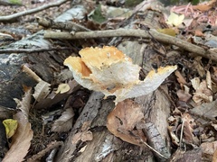 Cerioporus leptocephalus