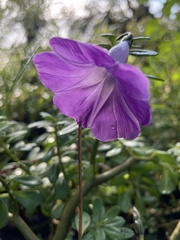 Ipomoea simulans