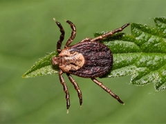 Dermacentor marginatus