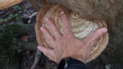 Ganoderma megaloma