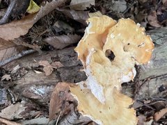 Cerioporus leptocephalus