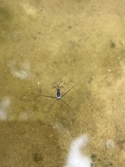 Trepobates subnitidus