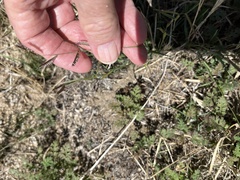 Bouteloua barbata barbata