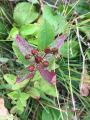 Hypericum graveolens