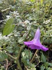 Ipomoea simulans