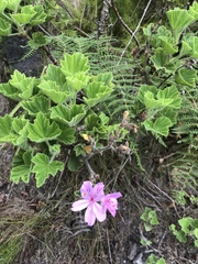 Pelargonium cucullatum
