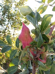 Baizongia pistaciae