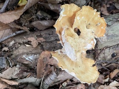 Cerioporus leptocephalus