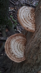 Ganoderma megaloma