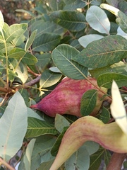 Baizongia pistaciae