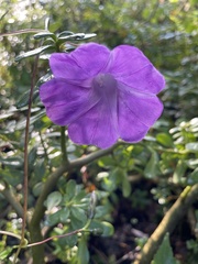Ipomoea simulans