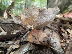 Cerioporus leptocephalus