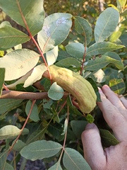 Baizongia pistaciae