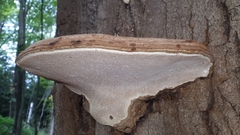 Ganoderma megaloma