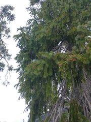 Picea breweriana