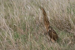 Botaurus lentiginosus