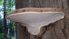 Ganoderma megaloma