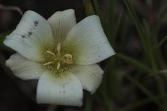 Calochortus exilis