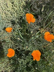 Eschscholzia californica