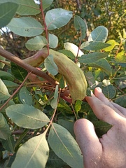 Baizongia pistaciae