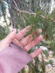 Picea breweriana