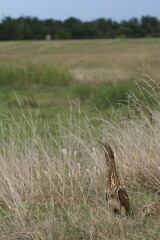 Botaurus lentiginosus