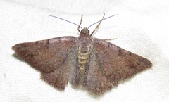 Selidosema brunnearia