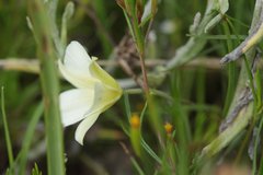 Calochortus exilis