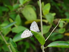 Leptotes plinius