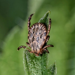 Dermacentor marginatus