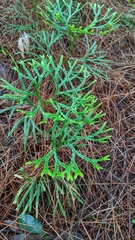 Diphasiastrum thyoides