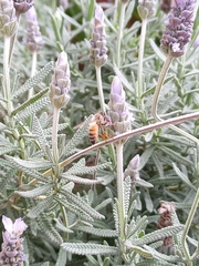 Apis mellifera
