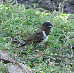 Spermestes cucullata