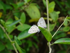 Leptotes plinius
